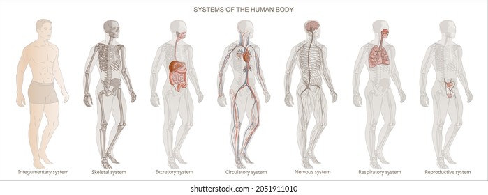 Vector male Human Body Systems: Integumentary, Circulatory, Skeletal, Nervous, Respiratory, Digestive, Reproductive systems. Full-length man illustration image diagram.