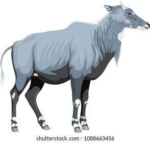 Vector male nilgai - blue bull