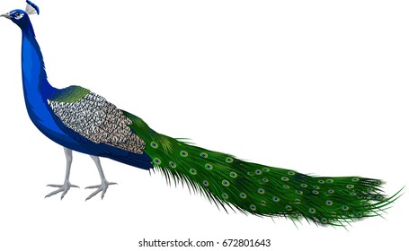 vector male peacock peafowl