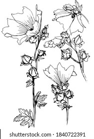 Inflorescencias de malvaviscos vectoriales dibujadas con tinta negra. Esbozo.