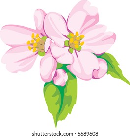 Crabapple Blossom Stock Illustrations Images Vectors Shutterstock