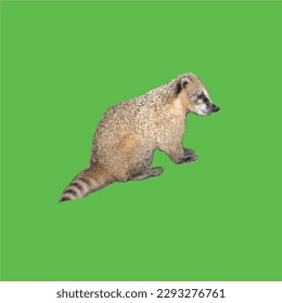 vector mammal animal weasel in the wild background green screen
