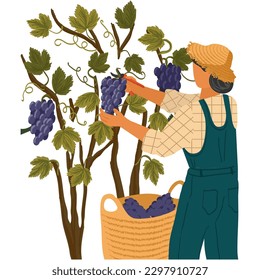 Vector man picking grape during wine harvest icon