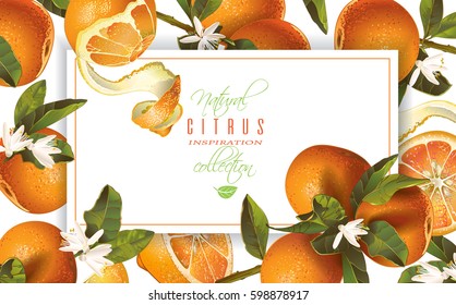 Vector mandarin horizontal banner on white background. Design for sweets and pastries filled with citrus fruit, dessert menu, natural cosmetics, health care and beauty products. With place for text