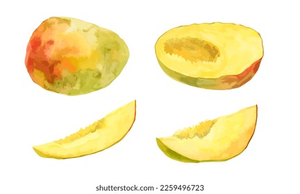 Vector de frutos de mango. Coloridas rodajas jugosas enteras y cortadas. Ilustración dibujada a mano de acuarela aislada en fondo blanco.