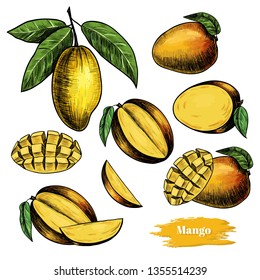 Vector mango hand drawn sketch . Sketch vector  food illustration. Vintage style