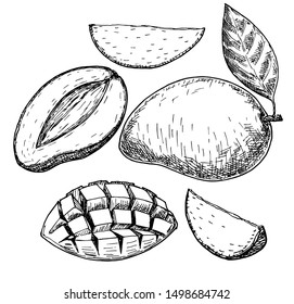 Vector mango hand drawn sketch . Sketch food illustration. Vintage  vector style