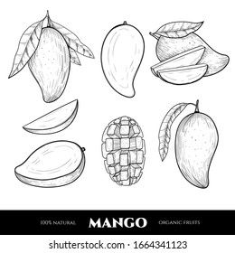 Vector mango hand drawn sketch. Food illustration. Vintage style