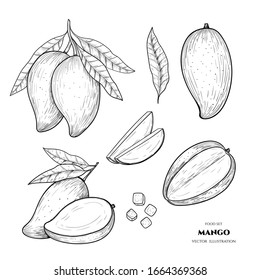 Vector mango hand drawn sketch. Food illustration. Vintage style