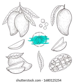 Vektorillustration Mango handgezeichnet Skizze. Essensgrafik. Vintage-Stil