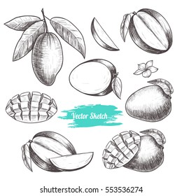 Vector mango hand drawn sketch . Sketch vector  food illustration. Vintage style