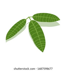 Vector mango leaf with shadow. Green leaf.