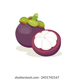 Vector of mangosteen, the tropical evergreen tree