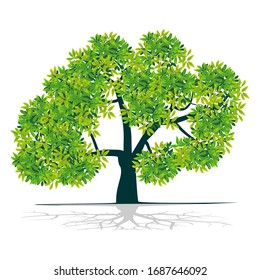 Vector of mangrove tree with a white background