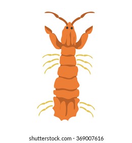 Vector mantis shrimp on a white background