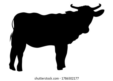 Vector Manual Draw Silhouette cow, allowed to be slaughted in idul adha
