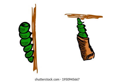 Vector Manual Hand Draw Sketch of Climbing Worm, and Cocoon at Tree, isolated on white
