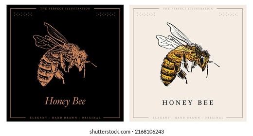 Vector manuka honey bee sketch illustration