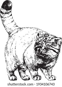 vector manul wild cats graphic illustration