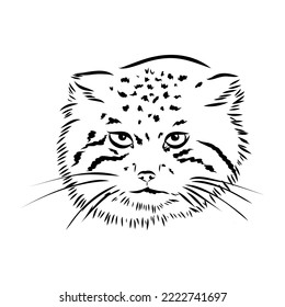 vector manul wild cats graphic illustration manul the forest cat