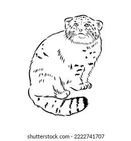 vector manul wild cats graphic illustration manul the forest cat