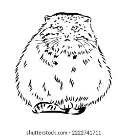 vector manul wild cats graphic illustration manul the forest cat