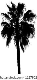 vector map of a Palm Tree Silhouette
