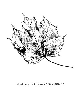 Vector maple autumn drawing leaf. Isolated object. Hand drawn detailed botanical illustration.