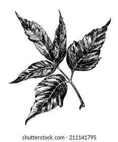 Vector maple leaf. Ash-leaf Maple. Black engraving