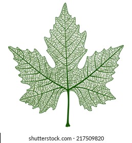 Vector maple leaf isolated. 