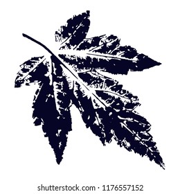 Vector maple Leaf print. Inkprinted leaves of the trees on paper. Traced vector image.
