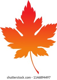 vector of a maple leaf with white background 