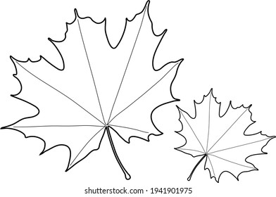 Vector maple leaves for design