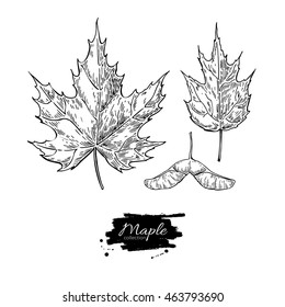 Vector maple leaves and seed drawing set. Autumn elements. Hand drawn detailed botanical illustration. Vintage fall seasonal decor. Great for label, sign, icon, seasonal decor