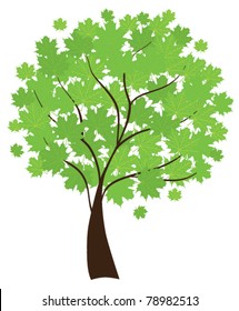 vector maple tree with green leaves