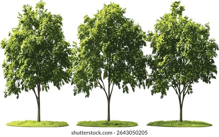 Vector maple trees, green foliage cutout, transparent background, nature design, forest tree silhouette, botanical elements, eco nature art, tree shapes, environment graphic, leaf pattern