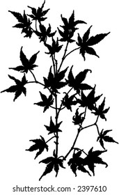 vector maples