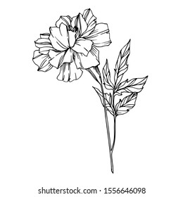 Vector Marigold floral botanical flowers. Wild spring leaf wildflower isolated. Black and white engraved ink art. Isolated tagetes illustration element.