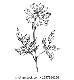 Vector Marigold floral botanical flowers. Wild spring leaf wildflower isolated. Black and white engraved ink art. Isolated tagetes illustration element.