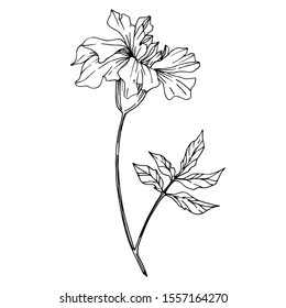 Vector Marigold floral botanical flowers. Wild spring leaf wildflower isolated. Black and white engraved ink art. Isolated tagetes illustration element.