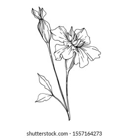 Vector Marigold floral botanical flowers. Wild spring leaf wildflower isolated. Black and white engraved ink art. Isolated tagetes illustration element.