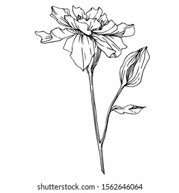 Vector Marigold floral botanical flowers. Wild spring leaf wildflower isolated. Black and white engraved ink art. Isolated tagetes illustration element.