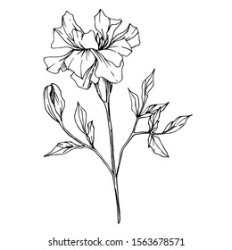 Vector Marigold floral botanical flowers. Wild spring leaf wildflower isolated. Black and white engraved ink art. Isolated tagetes illustration element.