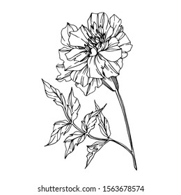 Vector Marigold floral botanical flowers. Wild spring leaf wildflower isolated. Black and white engraved ink art. Isolated tagetes illustration element.
