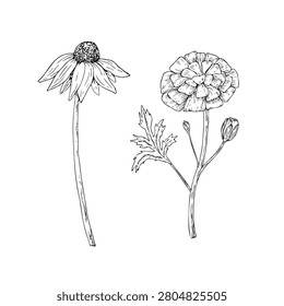 Vector marigold flower, graphic hand drawn isolated illustration. Botanical hand drawn illustration isolated on background. Ideal for seasonal, halloween, forest, or nature-themed designs. Rustic