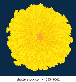 Vector marigold flower isolated on dark blue background.