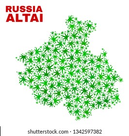 Vector marijuana Altai Republic map mosaic. Template with green weed leaves for marijuana legalize campaign. Vector Altai Republic map is designed with marijuana leaves.