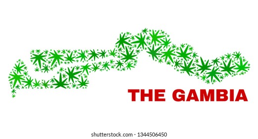 Vector marijuana the Gambia map collage. Concept with green weed leaves for weed legalize campaign. Vector the Gambia map is designed from weed leaves.