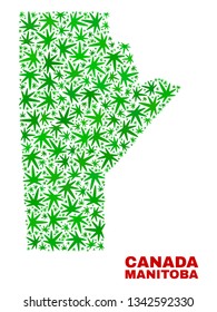 Vector marijuana Manitoba Province map mosaic. Concept with green weed leaves for weed legalize campaign. Vector Manitoba Province map is organized with marijuana leaves.