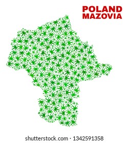 Vector marijuana Mazovia Province map mosaic. Concept with green weed leaves for weed legalize campaign. Vector Mazovia Province map is designed with weed leaves.